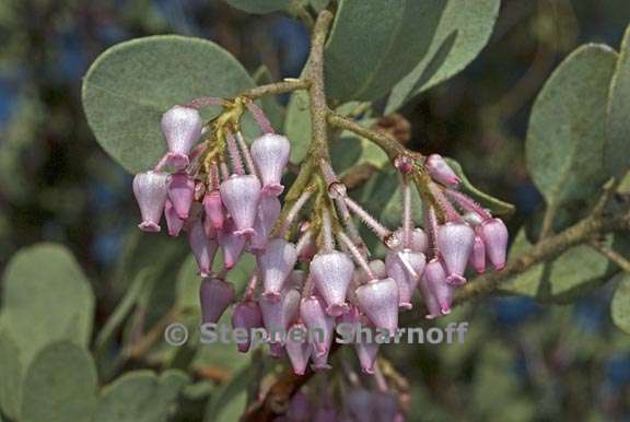 arctostaphylos viscida mariposa 2 graphic